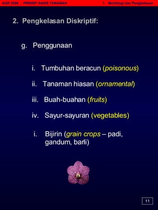 AGR 3506  :  PRINSIP SAINS TANAMAN   1.  Morfologi dan Pengkelasan 11 g.  Penggunaan i.  Tumbuhan beracun  ( poisonous )   ii.  Tanaman hiasan  ( ornamental )   iii.  Buah-buahan  ( fruits )   iv.  Sayur-sayuran  (vegetables)   Bijirin ( grain crops  – padi, gandum, barli)  2.  Pengkelasan Diskriptif: 