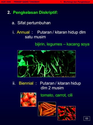 AGR 3506  :  PRINSIP SAINS TANAMAN   1.  Morfologi dan Pengkelasan 03 2.  Pengkelasan Diskriptif: a.  Sifat pertumbuhan i.  Annual  :  Putaran / kitaran hidup dlm  satu musim   bijirin, legumes – kacang soya ii.  Biennial  :  Putaran / kitaran hidup    dlm 2 musim   tomato, carrot, cili   