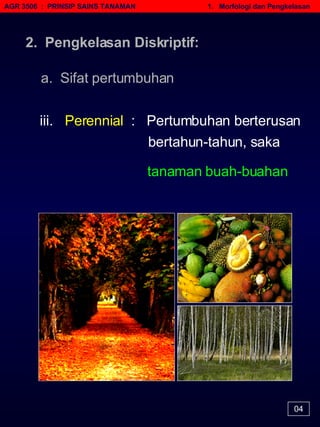 AGR 3506  :  PRINSIP SAINS TANAMAN   1.  Morfologi dan Pengkelasan 04 iii.   Perennial  :  Pertumbuhan berterusan   bertahun-tahun, saka   tanaman buah-buahan   2.  Pengkelasan Diskriptif: a.  Sifat pertumbuhan 