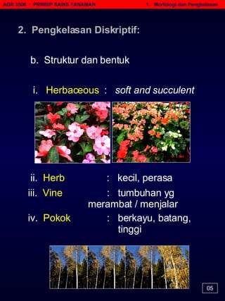 AGR 3506  :  PRINSIP SAINS TANAMAN   1.  Morfologi dan Pengkelasan 05 b.  Struktur dan bentuk i.  Herbaceous  :  soft and succulent   ii.   Herb   :  kecil, perasa   iii.  Vine   :  tumbuhan yg  merambat / menjalar   iv.  Pokok    :  berkayu, batang,  tinggi   2.  Pengkelasan Diskriptif: 