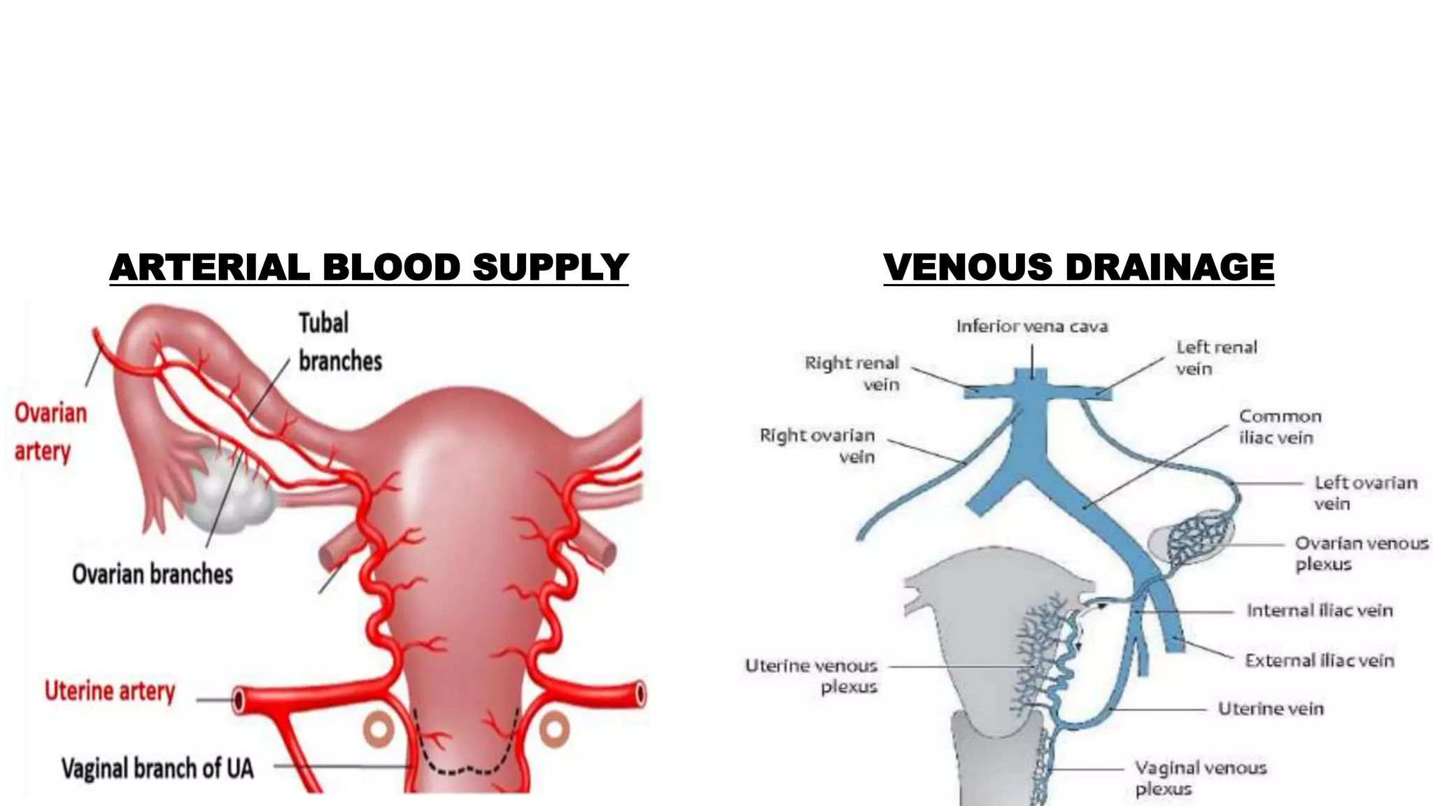 L4- PELVIC CAVITY PART 2-1.pptx