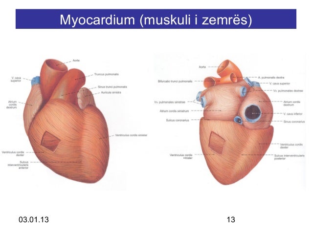 L4 scv cor et pericardium