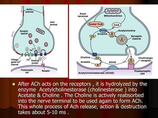 L4+5 -Muscle_Contraction_(Dr_taha) and nmj medical.2020.ppt