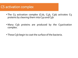 L4 Complement System.pdf