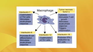 L4 cytokines