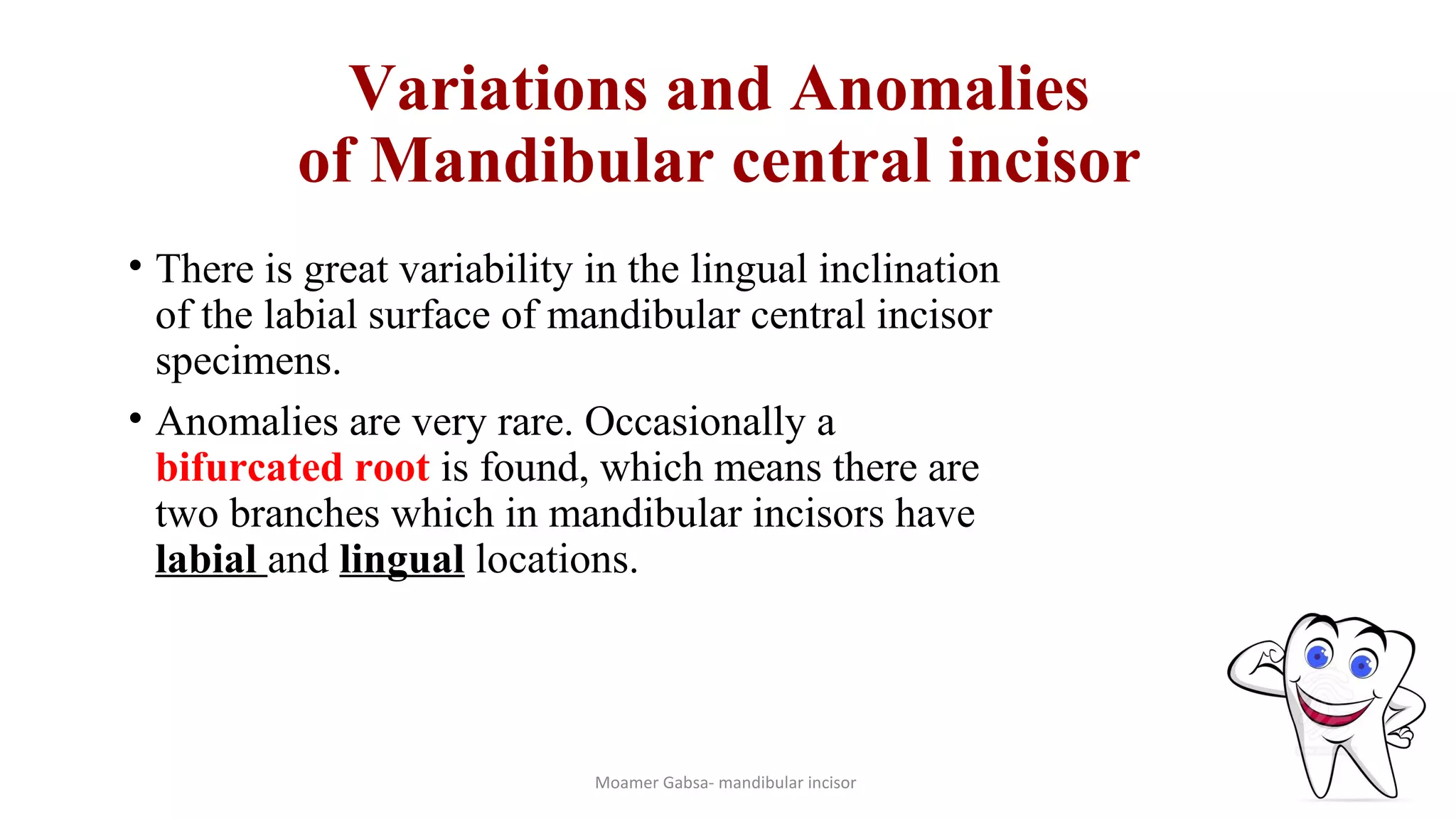 Morphology of mandibular incisors | PPT
