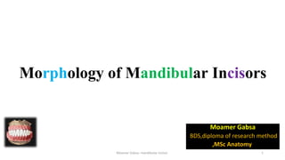 Morphology of Mandibular Incisors
Moamer Gabsa
BDS,diploma of research method
,MSc Anatomy
Moamer Gabsa- mandibular incisor 1
 