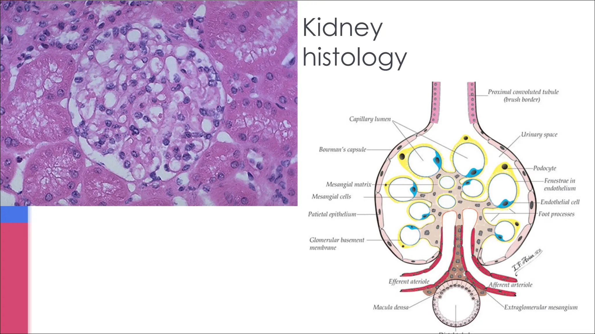 Kidney
histology
 