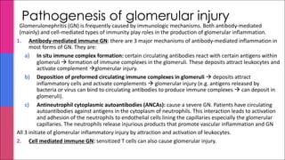 Pathogenesis of glomerular injury
Glomerulonephritis (GN) is frequently caused by immunologic mechanisms. Both antibody-mediated
(mainly) and cell-mediated types of immunity play roles in the production of glomerular inflammation.
1. Antibody-mediated immune GN: there are 3 major mechanisms of antibody-mediated inflammation in
most forms of GN. They are:
a) In situ immune complex formation: certain circulating antibodies react with certain antigens within
glomeruli à formation of immune complexes in the glomeruli. These deposits attract leukocytes and
activate complement àglomerular injury.
b) Deposition of preformed circulating immune complexes in glomeruli à deposits attract
inflammatory cells and activate complements à glomerular injury (e.g. antigens released by
bacteria or virus can bind to circulating antibodies to produce immune complexes à can deposit in
glomeruli).
c) Antineutrophil cytoplasmic autoantibodies (ANCAs): cause a severe GN. Patients have circulating
autoantibodies against antigens in the cytoplasm of neutrophils. This interaction leads to activation
and adhesion of the neutrophils to endothelial cells lining the capillaries especially the glomerular
capillaries. The neutrophils release injurious products that promote vascular inflammation and GN
All 3 initiate of glomerular inflammatory injury by attraction and activation of leukocytes.
2. Cell mediated immune GN: sensitized T cells can also cause glomerular injury.
 