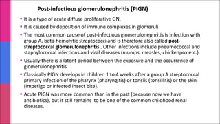 Post-infectious glomerulonephritis (PIGN)
§ It is a type of acute diffuse proliferative GN.
§ It is caused by deposition of immune complexes in glomeruli.
§ The most common cause of post-infectious glomerulonephritis is infection with
group A, beta-hemolytic streptococci and is therefore also called post-
streptococcal glomerulonephritis . Other infections include pneumococcal and
staphylococcal infections and viral diseases (mumps, measles, chickenpox etc.).
§ Usually there is a latent period between the exposure and the occurrence of
glomerulonephritis
§ Classically PIGN develops in children 1 to 4 weeks after a group A streptococcal
primary infection of the pharynx (pharyngitis) or tonsils (tonsillitis) or the skin
(impetigo or infected insect bite).
§ Acute PIGN was more common than in the past (because now we have
antibiotics), but it still remains to be one of the common childhood renal
diseases.
 
