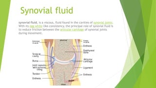 Synovial fluid
synovial fluid, is a viscous, fluid found in the cavities of synovial joints.
With its egg white–like consistency, the principal role of synovial fluid is
to reduce friction between the articular cartilage of synovial joints
during movement.
 