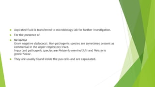  Aspirated fluid is transferred to microbiology lab for further investigation.
 For the presence of
 Neisseria
Gram negative diplococci. Non-pathogenic species are sometimes present as
commensal in the upper respiratory tract.
Important pathogenic species are Neisseria meningitidis and Neisseria
gonorrhoeae.
 They are usually found inside the pus cells and are capsulated.
 