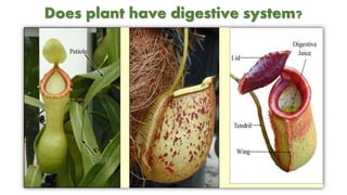 Does plant have digestive system?
 
