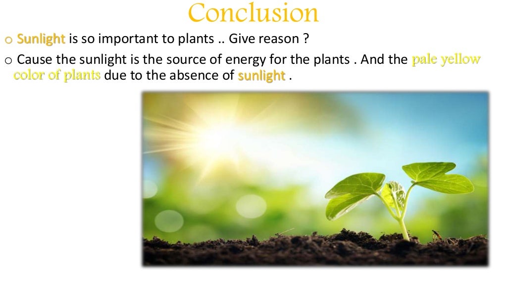 The importance of sunlight to living organisms.