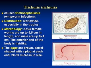 Trichuris trichiuria
 causes trichocephaliasis
(whipworm infection).
 Distribution: worldwide,
especially in the tropics.
 Morphology: Adult female
worms are up to 5,5 cm in
length, and male are up to 4
cm. The anterior end of the
body is hairlike.
 The eggs are brown, barrel-
shaped with a plug at each
end, 20-50 micro.m in size.
 