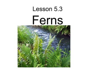 Lesson 5.3

Ferns
 