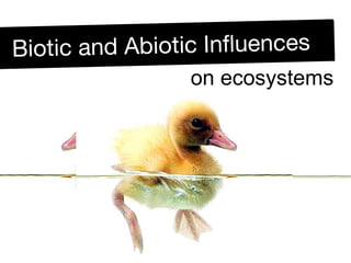 Biotic and Abiotic InfluencesBiotic and Abiotic Influences
on ecosystems
 