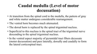 Caudal medulla (Level of motor
decussation)
• At transition from the spinal cord to the medulla, the pattern of gray
and white matter undergoes considerable rearrangement.
• The ventral horn becomes much attenuated.
• The dorsal horn is replaced by the spinal trigeminal nucleus.
• Superficial to this nucleus is the spinal tract of the trigeminal nerve
descending to the spinal trigeminal nucleus.
• In the ventral aspect majority of pyramidal tract fibers decussate
(motor decussation) and pass laterally, dorsally and caudally to form
the lateral corticospinal tract.
 