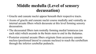 Middle medulla (Level of sensory
decussation)
• Gracile and cuneate nuclei appear beneath their respective tracts.
• Axons of gracile and cuneate nuclei course medially and ventrally as
internal arcuate fibers which decussate at this level forming sensory
decussation.
• The decussated fibers turn rostrally forming medial lemniscus (on
each side) which ascends in the brain stem to end in the thalamus.
• Posterior external arcuate fibers originate from accessory cuneate
nucleus (positioned lateral to cuneate nucleus) to reach the cerebellum
through the inferior cerebellar peduncle.
 
