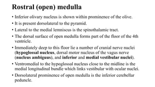 Rostral (open) medulla
• Inferior olivary nucleus is shown within prominence of the olive.
• It is present dorsolateral to the pyramid.
• Lateral to the medial lemniscus is the spinothalamic tract.
• The dorsal surface of open medulla forms part of the floor of the 4th
ventricle.
• Immediately deep to this floor lie a number of cranial nerve nuclei
(hypoglossal nucleus, dorsal motor nucleus of the vagus nerve
(nucleus ambiguus), and inferior and medial vestibular nuclei).
• Ventromedial to the hypoglossal nucleus close to the midline is the
medial longitudinal bundle which links vestibular with ocular nuclei.
• Dorsolateral prominence of open medulla is the inferior cerebellar
peduncle.
 