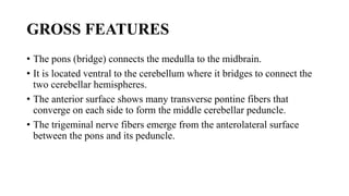 GROSS FEATURES
• The pons (bridge) connects the medulla to the midbrain.
• It is located ventral to the cerebellum where it bridges to connect the
two cerebellar hemispheres.
• The anterior surface shows many transverse pontine fibers that
converge on each side to form the middle cerebellar peduncle.
• The trigeminal nerve fibers emerge from the anterolateral surface
between the pons and its peduncle.
 