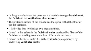 • In the groove between the pons and the medulla emerge the abducent,
the facial and the vestibulocochlear nerves.
• The posterior surface of the pons forms the upper half of the floor of
the 4th ventricle.
• It is divided into two halves by a median sulcus.
• Lateral to this sulcus is the facial colliculus produced by fibers of the
facial nerve winding around nucleus of the abducent nerve.
• Lateral to the facial colliculus is the vestibular area produced by
underlying vestibular nuclei.
 