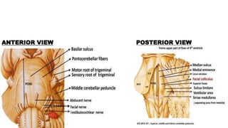 ANTERIOR VIEW POSTERIOR VIEW
 