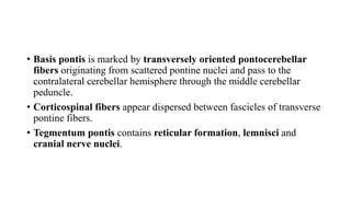 • Basis pontis is marked by transversely oriented pontocerebellar
fibers originating from scattered pontine nuclei and pass to the
contralateral cerebellar hemisphere through the middle cerebellar
peduncle.
• Corticospinal fibers appear dispersed between fascicles of transverse
pontine fibers.
• Tegmentum pontis contains reticular formation, lemnisci and
cranial nerve nuclei.
 