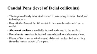 Caudal Pons (level of facial colliculus)
• The trapezoid body is located ventral to ascending lemnisci but dorsal
to basis pontis.
• Beneath the floor of the 4th ventricle lie a number of cranial nerve
nuclei.
• Abducent nucleus is medially located and close to the surface.
• Facial motor nucleus is located ventrolateral to abducent nucleus.
• Fibers of facial nerve wind around abducent nucleus before exiting
from the ventral aspect of the pons.
 