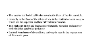 • This creates the facial colliculus seen in the floor of the 4th ventricle.
• Laterally in the floor of the 4th ventricle is the vestibular area deep to
which are the superior and lateral vestibular nuclei.
• The cochlear nuclei are located more laterally posterior and anterior
to the inferior cerebellar peduncle.
• Lateral lemniscus of the auditory pathway is seen in the tegmentum
of the caudal pons.
 