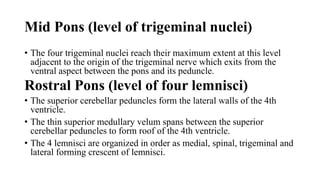 Mid Pons (level of trigeminal nuclei)
• The four trigeminal nuclei reach their maximum extent at this level
adjacent to the origin of the trigeminal nerve which exits from the
ventral aspect between the pons and its peduncle.
Rostral Pons (level of four lemnisci)
• The superior cerebellar peduncles form the lateral walls of the 4th
ventricle.
• The thin superior medullary velum spans between the superior
cerebellar peduncles to form roof of the 4th ventricle.
• The 4 lemnisci are organized in order as medial, spinal, trigeminal and
lateral forming crescent of lemnisci.
 