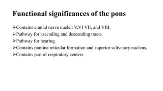Functional significances of the pons
Contains cranial nerve nuclei: V,VI VII, and VIII.
Pathway for ascending and descending tracts.
Pathway for hearing.
Contains pontine reticular formation and superior salivatory nucleus.
Contains part of respiratory centers.
 