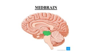 MIDBRAIN
 