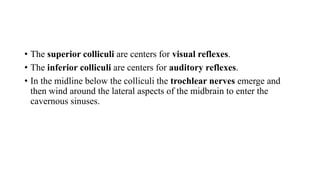 • The superior colliculi are centers for visual reflexes.
• The inferior colliculi are centers for auditory reflexes.
• In the midline below the colliculi the trochlear nerves emerge and
then wind around the lateral aspects of the midbrain to enter the
cavernous sinuses.
 
