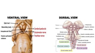 VENTRAL VIEW DORSAL VIEW
 