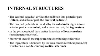 INTERNAL STRUCTURES
• The cerebral aqueduct divides the midbrain into posterior part,
tectum, and anterior part, the cerebral peduncle.
• The cerebral peduncle is divided by the substantia nigra into an
anterior part, crus cerebri, and a posterior part, the tegmentum.
• In the periaqueductal gray matter is nucleus of locus ceruleus
(noradrenergic nucleus).
• Moreover there is the raphe nucleus (serotonergic neurons).
• The tegmentum is bounded by the crus cerebri (cerebral peduncle)
which consists of descending cortical efferents.
 