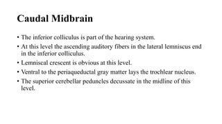 Caudal Midbrain
• The inferior colliculus is part of the hearing system.
• At this level the ascending auditory fibers in the lateral lemniscus end
in the inferior colliculus.
• Lemniscal crescent is obvious at this level.
• Ventral to the periaqueductal gray matter lays the trochlear nucleus.
• The superior cerebellar peduncles decussate in the midline of this
level.
 