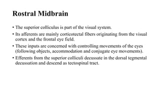 Rostral Midbrain
• The superior colliculus is part of the visual system.
• Its afferents are mainly corticotectal fibers originating from the visual
cortex and the frontal eye field.
• These inputs are concerned with controlling movements of the eyes
(following objects, accommodation and conjugate eye movements).
• Efferents from the superior colliculi decussate in the dorsal tegmental
decussation and descend as tectospinal tract.
 
