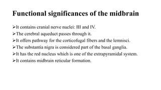 Functional significances of the midbrain
It contains cranial nerve nuclei: III and IV.
The cerebral aqueduct passes through it.
It offers pathway for the corticofugal fibers and the lemnisci.
The substantia nigra is considered part of the basal ganglia.
It has the red nucleus which is one of the extrapyramidal system.
It contains midbrain reticular formation.
 