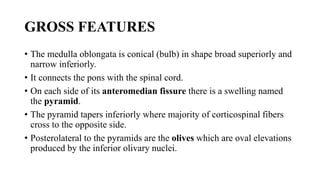 GROSS FEATURES
• The medulla oblongata is conical (bulb) in shape broad superiorly and
narrow inferiorly.
• It connects the pons with the spinal cord.
• On each side of its anteromedian fissure there is a swelling named
the pyramid.
• The pyramid tapers inferiorly where majority of corticospinal fibers
cross to the opposite side.
• Posterolateral to the pyramids are the olives which are oval elevations
produced by the inferior olivary nuclei.
 