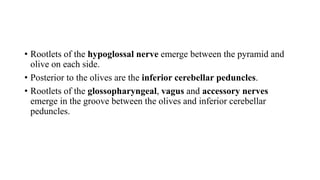 • Rootlets of the hypoglossal nerve emerge between the pyramid and
olive on each side.
• Posterior to the olives are the inferior cerebellar peduncles.
• Rootlets of the glossopharyngeal, vagus and accessory nerves
emerge in the groove between the olives and inferior cerebellar
peduncles.
 