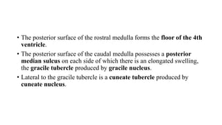 • The posterior surface of the rostral medulla forms the floor of the 4th
ventricle.
• The posterior surface of the caudal medulla possesses a posterior
median sulcus on each side of which there is an elongated swelling,
the gracile tubercle produced by gracile nucleus.
• Lateral to the gracile tubercle is a cuneate tubercle produced by
cuneate nucleus.
 