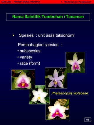 AGR 3506  :  PRINSIP SAINS TANAMAN   1.  Morfologi dan Pengkelasan 03 Nama Saintifik Tumbuhan / Tanaman •   Spesies  : unit asas taksonomi Pembahagian spe sies  : •   subspesies •   variety  •   race (form) Phalaenopsis violaceae 