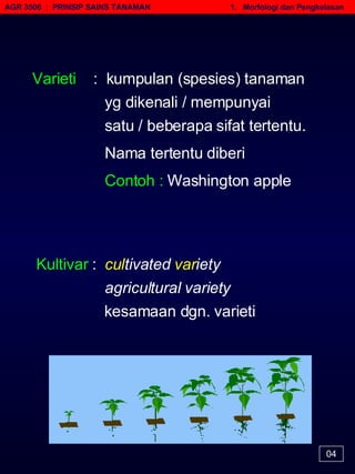 AGR 3506  :  PRINSIP SAINS TANAMAN   1.  Morfologi dan Pengkelasan 04 Varieti  :  kumpulan (spesies) tanaman yg dikenali / mempunyai satu / beberapa sifat tertentu. Nama tertentu diberi Contoh :  Washington apple Kultivar  :  cul tivated  var iety     agricultural variety  kesamaan dgn. varieti 