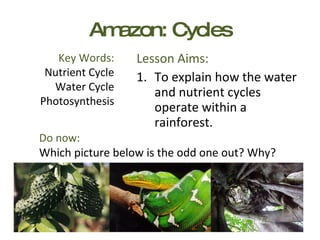 Amazon: Cycles ,[object Object],[object Object],Key Words: Nutrient Cycle Water Cycle Photosynthesis Do now: Which picture below is the odd one out? Why? 
