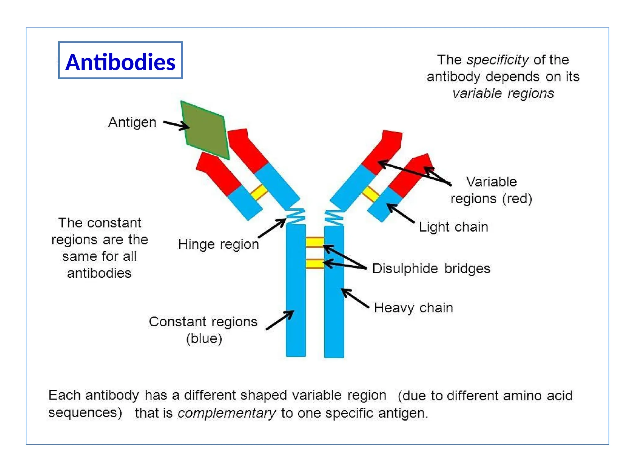 Defination and general characteristics of antibody | PPT