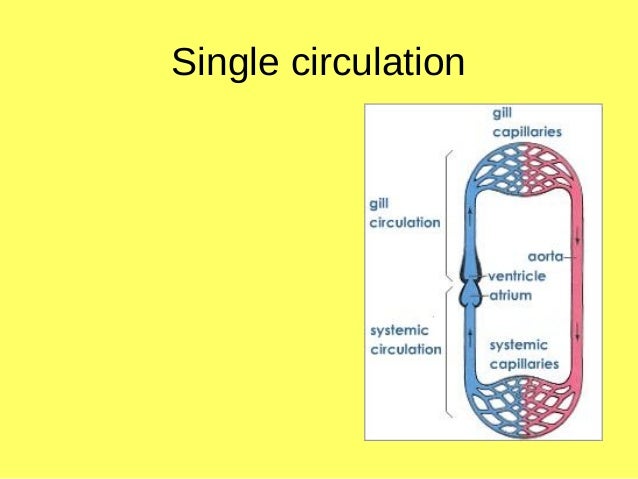 L5 circulatory systems