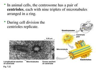 Fig. 7.22
• In animal cells, the centrosome has a pair of
centrioles, each with nine triplets of microtubules
arranged in a ring.
• During cell division the
centrioles replicate.
 