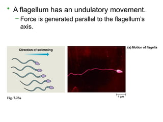 • A flagellum has an undulatory movement.
– Force is generated parallel to the flagellum’s
axis.
Fig. 7.23a
 