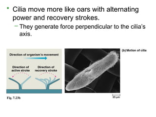 Fig. 7.23b
• Cilia move more like oars with alternating
power and recovery strokes.
– They generate force perpendicular to the cilia’s
axis.
 